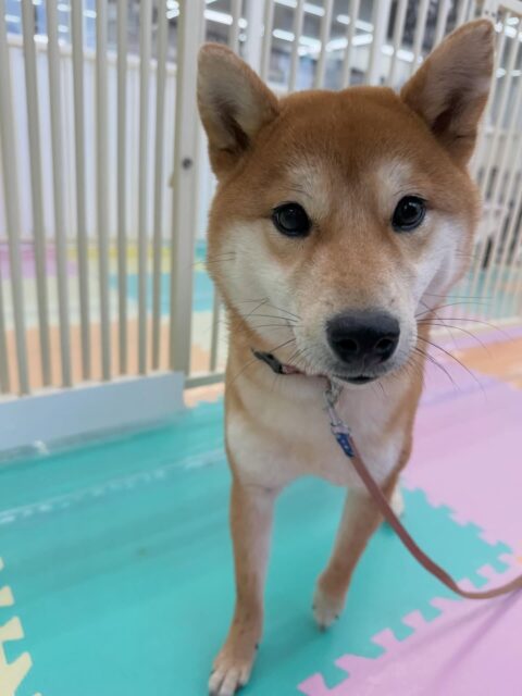 うめちゃん🐶
本日もお手入れのトレーニング非常に頑張ってくれていました‼️後ろ足は、かなり触るのも慣れてきたようで爪を切ったり、バリカンをかけたりもできて非常に良かったです👍
だんだんと園内にも慣れてきたようで本日は、自分から遊びを誘うシーンもありかなり楽しそうにして過ごせていたように思います👏
🐾🐶愛犬のお悩みご相談ください🐶🐾
@kenkohmura_official
↑フォロー待ってます↑
〒955-0091 新潟県三条市上須頃大割428−1
☎︎ 0256-35-2571
✉️ info@kenkohmura.jp
HP: http://kenkohmura.jp
LINE: https://lin.ee/7LIz5sb
#犬幸村 #新潟県 #三条市 #上須頃 #新潟県トリミング 三条市トリミング 上須頃トリミング トリミングサロン 犬の幼稚園 ノーリッチテリア いぬすたぐらむ ホームセンタームサシ 犬バカ部 犬幸村チャンネル 犬好きな人と繋がりたい ストレス発散 プラッキング レーキング 犬のしつけ トレーニング 爪切り ハミガキ 柴犬柴犬柴犬可愛い柴犬大好き柴犬倶楽部