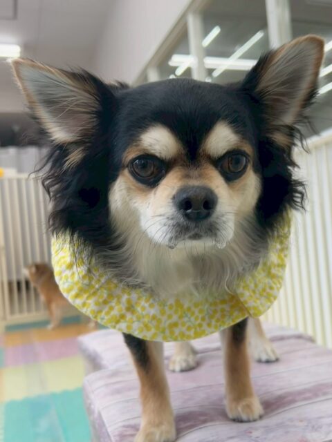 ゴロー丸ちゃん🐶
本日歯磨きトレーニングを開始して1年7ヶ月が経ちました
歯磨きも歯の状態も良好で、キープできています‼️このまま継続して行いましょう✊

園内では、ピピちゃんや、タッチちゃん、クッキーちゃん達と一緒に匂いを嗅ぎ合ったり、ちょっかいを出し合ったりして過ごしていました🤭

🐾🐶愛犬のお悩みご相談ください🐶🐾
@kenkohmura_official
 ↑フォロー待ってます↑

〒955-0091 新潟県三条市上須頃大割４２８−１
☎︎ 0256-35-2571
✉️ info@kenkohmura.jp
HP: http://kenkohmura.jp
LINE: https://lin.ee/7LIz5sb

#犬幸村 #新潟県 #三条市 #上須頃 #新潟県トリミング 三条市トリミング 上須頃トリミング トリミングサロン 犬の幼稚園 ノーリッチテリア いぬすたぐらむ  ホームセンタームサシ 犬バカ部 犬幸村チャンネル  犬好きな人と繋がりたい ストレス発散 プラッキング レーキング 犬のしつけ トレーニング 爪切り  ハミガキ チワワチワワ可愛いチワワ大好きチワワ倶楽部