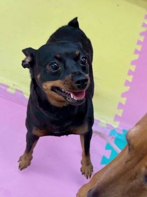 クールちゃん&カノアちゃん🐶
今日はクールちゃんはお店のラブラドールちゃんに遊びに誘われていましたが「ゆっくりしたいの！」と伝えていました😊
カノアちゃんはお店の小さい子達が遊んでいるところを優しく嗅ぎにいけていました👏

🐾🐶愛犬のお悩みご相談ください🐶🐾
@kenkohmura_official
 ↑フォロー待ってます↑

〒955-0091 新潟県三条市上須頃大割４２８−１
☎︎ 0256-35-2571
✉️ info@kenkohmura.jp
HP: http://kenkohmura.jp
LINE: https://lin.ee/7LIz5sb

#犬幸村 #新潟県 #三条市 上須頃 新潟県トリミング 三条市トリミング 上須頃トリミング トリミングサロン 犬の幼稚園 ノーリッチテリア いぬすたぐらむ  ホームセンタームサシ 犬バカ部 犬幸村チャンネル  犬好きな人と繋がりたい ストレス発散 プラッキング レーキング 犬のしつけ トレーニング 爪切り  ハミガキ ミニチュアピンシャー　ミニピン　ミックス犬　mix犬