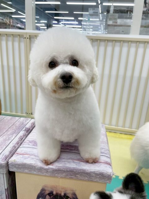 よもぎちゃん🐶
チョコちゃんやこむぎちゃんと挨拶していました😆
お手入れやカットも頑張っていました✂️
🐾🐶愛犬のお悩みご相談ください🐶🐾
@kenkohmura_official
 ↑フォロー待ってます↑

〒955-0091 新潟県三条市上須頃大割４２８−１
☎︎ 0256-35-2571
✉️ info@kenkohmura.jp
HP: http://kenkohmura.jp
LINE: https://lin.ee/7LIz5sb

#犬幸村 #新潟県 #三条市 #上須頃 #新潟県トリミング 三条市トリミング 上須頃トリミング トリミングサロン 犬の幼稚園 ノーリッチテリア いぬすたぐらむ  ホームセンタームサシ 犬バカ部 犬幸村チャンネル  犬好きな人と繋がりたい ストレス発散 プラッキング レーキング 犬のしつけ トレーニング 爪切り  ハミガキ ミックス犬 ミックス犬かわいい ミックス犬だいすき