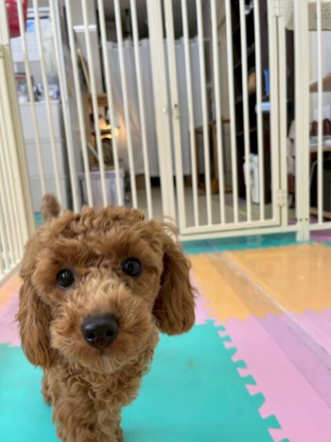 モカちゃん🐶
本日は、おとなしい組の子達全員と遊び回れたり、はしゃぎ回ったりしてすごく楽しそうに過ごしていました🤭

歯磨きトレーニングは、歯磨き自体かなり好きなようですごく上手にやらせてくれました👍頑張って継続して行きましょう✊

🐾🐶愛犬のお悩みご相談ください🐶🐾
@kenkohmura_official
 ↑フォロー待ってます↑

〒955-0091 新潟県三条市上須頃大割４２８−１
☎︎ 0256-35-2571
✉️ info@kenkohmura.jp
HP: http://kenkohmura.jp
LINE: https://lin.ee/7LIz5sb

#犬幸村 #新潟県 #三条市 #上須頃 #新潟県トリミング 三条市トリミング 上須頃トリミング トリミングサロン 犬の幼稚園 ノーリッチテリア いぬすたぐらむ  ホームセンタームサシ 犬バカ部 犬幸村チャンネル  犬好きな人と繋がりたい ストレス発散 プラッキング レーキング 犬のしつけ トレーニング 爪切り  ハミガキ トイプートイプー可愛いトイプー大好きトイプー倶楽部