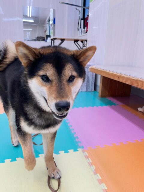 光太ちゃん🐶
柴犬が今日多かったので色んな子達と激しくおしゃべりしていたり、 ケン太ちゃんや小さい子達のお兄ちゃんしていました😆
🐾🐶愛犬のお悩みご相談ください🐶🐾
@kenkohmura_official
 ↑フォロー待ってます↑

〒955-0091 新潟県三条市上須頃大割４２８−１
☎︎ 0256-35-2571
✉️ info@kenkohmura.jp
HP: http://kenkohmura.jp
LINE: https://lin.ee/7LIz5sb

#犬幸村 #新潟県 #三条市 #上須頃 #新潟県トリミング 三条市トリミング 上須頃トリミング トリミングサロン 犬の幼稚園 ノーリッチテリア いぬすたぐらむ  ホームセンタームサシ 犬バカ部 犬幸村チャンネル  犬好きな人と繋がりたい ストレス発散 プラッキング レーキング 犬のしつけ トレーニング 爪切り  ハミガキ 柴犬 柴犬かわいい 柴犬だいすき