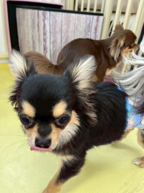 きりまるちゃん＆まろちゃん🐶
本日きりまるちゃんはププちゃんと一緒に普段遊ばない子達や緊張している子達の近くに行って、挨拶をしたり、遊びを誘ったりしてくれていました👍

まろちゃんは、近くに他の子達がいたりしても逃げたりせずに匂いを嗅いだり、挨拶をしたりすることができました👏

🐾🐶愛犬のお悩みご相談ください🐶🐾
@kenkohmura_official
 ↑フォロー待ってます↑

〒955-0091 新潟県三条市上須頃大割４２８−１
☎︎ 0256-35-2571
✉️ info@kenkohmura.jp
HP: http://kenkohmura.jp
LINE: https://lin.ee/7LIz5sb

#犬幸村 #新潟県 #三条市 #上須頃 #新潟県トリミング 三条市トリミング 上須頃トリミング トリミングサロン 犬の幼稚園 ノーリッチテリア いぬすたぐらむ  ホームセンタームサシ 犬バカ部 犬幸村チャンネル  犬好きな人と繋がりたい ストレス発散 プラッキング レーキング 犬のしつけ トレーニング 爪切り  ハミガキ チワワチワワ可愛いチワワ大好きチワワ倶楽部
