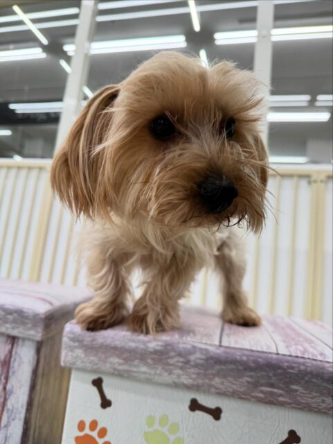 ロンちゃん🐶
本日は、朝一元気がいつもよりなくて少し心配していましたがすぐに元気になっていろんな子達にちょっかいを出したりして走り回ったり、ワンプロをしたりしてとても楽しんでいました🤭
🐾🐶愛犬のお悩みご相談ください🐶🐾
@kenkohmura_official
↑フォロー待ってます↑
〒955-0091 新潟県三条市上須頃大割428−1
☎︎ 0256-35-2571
✉️ info@kenkohmura.jp
HP: http://kenkohmura.jp
LINE: https://lin.ee/7LIz5sb
#犬幸村 #新潟県 #三条市 #上須頃 #新潟県トリミング 三条市トリミング 上須頃トリミング トリミングサロン 犬の幼稚園 ノーリッチテリア いぬすたぐらむ ホームセンタームサシ 犬バカ部 犬幸村チャンネル 犬好きな人と繋がりたい ストレス発散 プラッキング レーキング 犬のしつけ トレーニング 爪切り ハミガキ ヨーキーヨーキー大好きヨーキー倶楽部ヨーキー可愛い