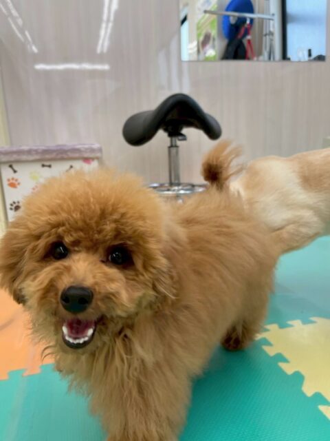 ププちゃん🐶
本日は、きりまるちゃんや、ニコペットのちびっ子軍団とワンプロをしたり、走り回ったりして非常に楽しそうにして過ごしていました🤭
🐾🐶愛犬のお悩みご相談ください🐶🐾
@kenkohmura_official
↑フォロー待ってます↑
〒955-0091 新潟県三条市上須頃大割428−1
☎︎ 0256-35-2571
✉️ info@kenkohmura.jp
HP: http://kenkohmura.jp
LINE: https://lin.ee/7LIz5sb
#犬幸村 #新潟県 #三条市 #上須頃 #新潟県トリミング 三条市トリミング 上須頃トリミング トリミングサロン 犬の幼稚園 ノーリッチテリア いぬすたぐらむ ホームセンタームサシ 犬バカ部 犬幸村チャンネル 犬好きな人と繋がりたい ストレス発散 プラッキング レーキング 犬のしつけ トレーニング 爪切り ハミガキ トイプートイプー可愛いトイプー大好きトイプー倶楽部