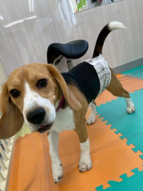 ジョージちゃん🐶
本日は、ニコペットのラブラドールや、ペリーちゃん、のりまきちゃん達と激しくお話をしたり、走り回ったりしたりして楽しんでいました🤭

🐾🐶愛犬のお悩みご相談ください🐶🐾
@kenkohmura_official
 ↑フォロー待ってます↑

〒955-0091 新潟県三条市上須頃大割４２８−１
☎︎ 0256-35-2571
✉️ info@kenkohmura.jp
HP: http://kenkohmura.jp
LINE: https://lin.ee/7LIz5sb

#犬幸村 #新潟県 #三条市 #上須頃 #新潟県トリミング 三条市トリミング 上須頃トリミング トリミングサロン 犬の幼稚園 ノーリッチテリア いぬすたぐらむ  ホームセンタームサシ 犬バカ部 犬幸村チャンネル  犬好きな人と繋がりたい ストレス発散 プラッキング レーキング 犬のしつけ トレーニング 爪切り  ハミガキ ビーグルビーグル可愛いビーグル大好きビーグル倶楽部