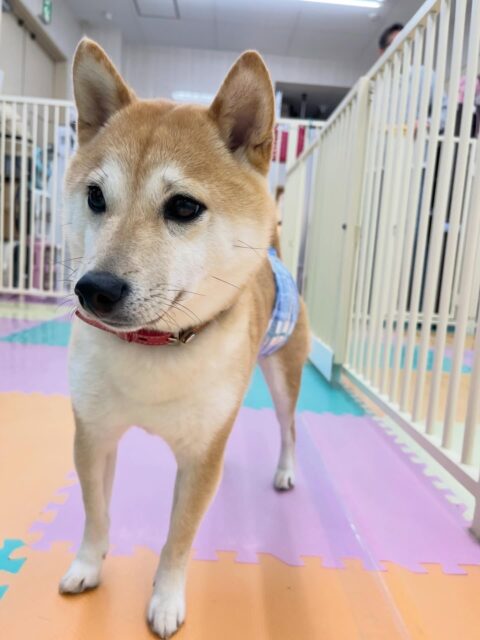 寅丸ちゃん🐶
今日幼稚園に来ていた柴犬ちゃん達と激しくおしゃべりしていた寅丸ちゃん😊
午後は疲れたのかスタッフにあまえていました🙌
🐾🐶愛犬のお悩みご相談ください🐶🐾
@kenkohmura_official
 ↑フォロー待ってます↑

〒955-0091 新潟県三条市上須頃大割４２８−１
☎︎ 0256-35-2571
✉️ info@kenkohmura.jp
HP: http://kenkohmura.jp
LINE: https://lin.ee/7LIz5sb

#犬幸村 #新潟県 #三条市 #上須頃 #新潟県トリミング 三条市トリミング 上須頃トリミング トリミングサロン 犬の幼稚園 ノーリッチテリア いぬすたぐらむ  ホームセンタームサシ 犬バカ部 犬幸村チャンネル  犬好きな人と繋がりたい ストレス発散 プラッキング レーキング 犬のしつけ トレーニング 爪切り  ハミガキ 豆柴 豆柴かわいい 豆柴だいすき