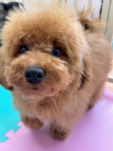 ププちゃん🐶
本日も仲良しのきりまるちゃんやモモちゃん達やニコペットのちびっ子軍団達と楽しそうに遊んだり、ワンプロを楽しんでいました🤭

🐾🐶愛犬のお悩みご相談ください🐶🐾
@kenkohmura_official
 ↑フォロー待ってます↑

〒955-0091 新潟県三条市上須頃大割４２８−１
☎︎ 0256-35-2571
✉️ info@kenkohmura.jp
HP: http://kenkohmura.jp
LINE: https://lin.ee/7LIz5sb

#犬幸村 #新潟県 #三条市 #上須頃 #新潟県トリミング 三条市トリミング 上須頃トリミング トリミングサロン 犬の幼稚園 ノーリッチテリア いぬすたぐらむ  ホームセンタームサシ 犬バカ部 犬幸村チャンネル  犬好きな人と繋がりたい ストレス発散 プラッキング レーキング 犬のしつけ トレーニング 爪切り  ハミガキ トイプートイプー可愛いトイプー大好きトイプー倶楽部