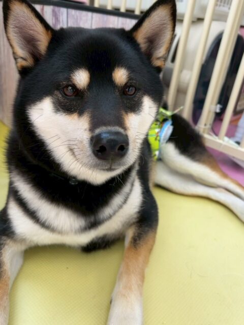 北斗ちゃん🐶
本日は、うみちゃんやポコちゃん、檸檬ちゃん達とお話し合いをしたり、走り回ったりしたりして1日を過ごしていました🤭

服を着る練習は、少しイヤイヤはありますが練習を繰り返していくとだんだん慣れていく様子でした‼️このまま継続してイヤイヤをなくしていきましょう✊

🐾🐶愛犬のお悩みご相談ください🐶🐾
@kenkohmura_official
 ↑フォロー待ってます↑

〒955-0091 新潟県三条市上須頃大割４２８−１
☎︎ 0256-35-2571
✉️ info@kenkohmura.jp
HP: http://kenkohmura.jp
LINE: https://lin.ee/7LIz5sb

#犬幸村 #新潟県 #三条市 #上須頃 #新潟県トリミング 三条市トリミング 上須頃トリミング トリミングサロン 犬の幼稚園 ノーリッチテリア いぬすたぐらむ  ホームセンタームサシ 犬バカ部 犬幸村チャンネル  犬好きな人と繋がりたい ストレス発散 プラッキング レーキング 犬のしつけ トレーニング 爪切り  ハミガキ 柴犬柴犬可愛い柴犬大好き柴犬倶楽部