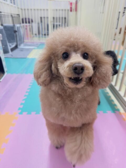 ポコちゃん🐶
本日は、きりまるちゃんやププちゃん、ニコペットのラブラドールやぽん太達と楽しそうに過ごしていました🤭
かなり激しく遊び回っていたのに夕方までずーっと遊びっぱなしでした👍

🐾🐶愛犬のお悩みご相談ください🐶🐾
@kenkohmura_official
 ↑フォロー待ってます↑

〒955-0091 新潟県三条市上須頃大割４２８−１
☎︎ 0256-35-2571
✉️ info@kenkohmura.jp
HP: http://kenkohmura.jp
LINE: https://lin.ee/7LIz5sb

#犬幸村 #新潟県 #三条市 #上須頃 #新潟県トリミング 三条市トリミング 上須頃トリミング トリミングサロン 犬の幼稚園 ノーリッチテリア いぬすたぐらむ  ホームセンタームサシ 犬バカ部 犬幸村チャンネル  犬好きな人と繋がりたい ストレス発散 プラッキング レーキング 犬のしつけ トレーニング 爪切り  ハミガキ トイプートイプー可愛いトイプー大好きトイプー倶楽部