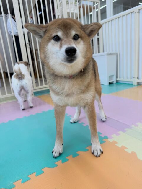 檸檬ちゃん🐶
本日は、まめちゃんや、やん丸、ニコペットのラブラドール達にちょっかいを出されたり、匂いを嗅がれたりしていました🤭しつこすぎたのか、しつこいよ‼️と少し怒っている様子もありました🤣

🐾🐶愛犬のお悩みご相談ください🐶🐾
@kenkohmura_official
 ↑フォロー待ってます↑

〒955-0091 新潟県三条市上須頃大割４２８−１
☎︎ 0256-35-2571
✉️ info@kenkohmura.jp
HP: http://kenkohmura.jp
LINE: https://lin.ee/7LIz5sb

#犬幸村 #新潟県 #三条市 #上須頃 #新潟県トリミング 三条市トリミング 上須頃トリミング トリミングサロン 犬の幼稚園 ノーリッチテリア いぬすたぐらむ  ホームセンタームサシ 犬バカ部 犬幸村チャンネル  犬好きな人と繋がりたい ストレス発散 プラッキング レーキング 犬のしつけ トレーニング 爪切り  ハミガキ 柴犬柴犬可愛い柴犬大好き柴犬倶楽部
