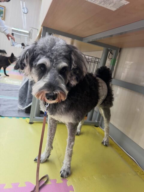 ペリーちゃん🐶
本日歯磨きトレーニングを開始して1年3ヶ月が経ちました
歯の状態も歯磨きも良い感じでキープできています‼️このまま継続を意識していきましょう✊

園内では、ぽん太やジョージちゃん、つくしちゃん達と走り回ったり、ワンプロをしたりして楽しんでいました🤭

🐾🐶愛犬のお悩みご相談ください🐶🐾
@kenkohmura_official
 ↑フォロー待ってます↑

〒955-0091 新潟県三条市上須頃大割４２８−１
☎︎ 0256-35-2571
✉️ info@kenkohmura.jp
HP: http://kenkohmura.jp
LINE: https://lin.ee/7LIz5sb

#犬幸村 #新潟県 #三条市 #上須頃 #新潟県トリミング 三条市トリミング 上須頃トリミング トリミングサロン 犬の幼稚園 ノーリッチテリア いぬすたぐらむ  ホームセンタームサシ 犬バカ部 犬幸村チャンネル  犬好きな人と繋がりたい ストレス発散 プラッキング レーキング 犬のしつけ トレーニング 爪切り  ハミガキ シュナウザーシュナウザー可愛いシュナウザー大好きシュナウザー倶楽部