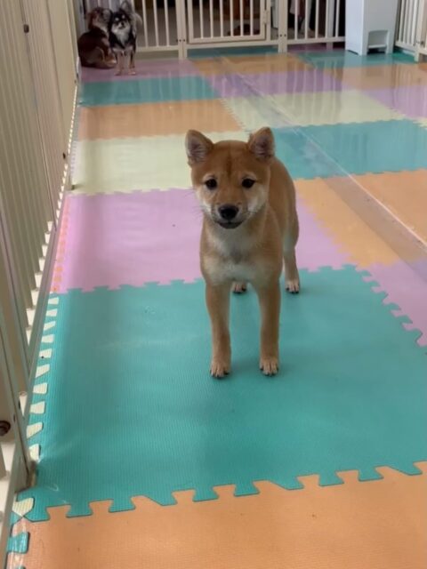 幼稚園体験に来てくれました🐶
最初からかなりフレンドリーにみんなの匂いを嗅いだり、歩き回れていてすごく良かったです👍
園内では新しくお友達がもうできたようで非常に楽しそうに過ごしていました🤭

🐾🐶愛犬のお悩みご相談ください🐶🐾
@kenkohmura_official
 ↑フォロー待ってます↑

〒955-0091 新潟県三条市上須頃大割４２８−１
☎︎ 0256-35-2571
✉️ info@kenkohmura.jp
HP: http://kenkohmura.jp
LINE: https://lin.ee/7LIz5sb

#犬幸村 #新潟県 #三条市 #上須頃 #新潟県トリミング 三条市トリミング 上須頃トリミング トリミングサロン 犬の幼稚園 ノーリッチテリア いぬすたぐらむ  ホームセンタームサシ 犬バカ部 犬幸村チャンネル  犬好きな人と繋がりたい ストレス発散 プラッキング レーキング 犬のしつけ トレーニング 爪切り  ハミガキ 柴犬柴犬可愛い柴犬大好き柴犬倶楽部
