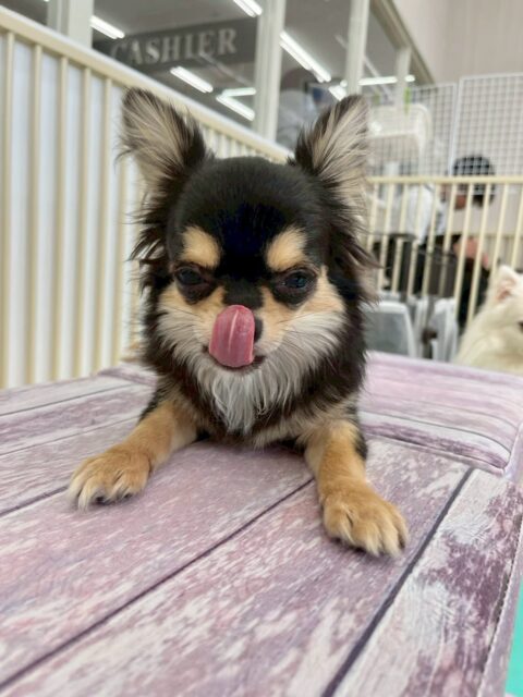 きりまるちゃん＆まろちゃん🐶
本日はきりまるちゃんはププちゃんやニコペットのチワワや幸ちゃん達と走り回ったり激しく遊んだりして過ごしていました🤭

まろちゃんは、園内では初めて他の子を遊びに誘うことができました👏
朝からかなりテンションが高く、他の子達がいても堂々としていてすごく良かったです👍

🐾🐶愛犬のお悩みご相談ください🐶🐾
@kenkohmura_official
 ↑フォロー待ってます↑

〒955-0091 新潟県三条市上須頃大割４２８−１
☎︎ 0256-35-2571
✉️ info@kenkohmura.jp
HP: http://kenkohmura.jp
LINE: https://lin.ee/7LIz5sb

#犬幸村 #新潟県 #三条市 #上須頃 #新潟県トリミング 三条市トリミング 上須頃トリミング トリミングサロン 犬の幼稚園 ノーリッチテリア いぬすたぐらむ  ホームセンタームサシ 犬バカ部 犬幸村チャンネル  犬好きな人と繋がりたい ストレス発散 プラッキング レーキング 犬のしつけ トレーニング 爪切り  ハミガキ チワワチワワ可愛いチワワ大好きチワワ倶楽部