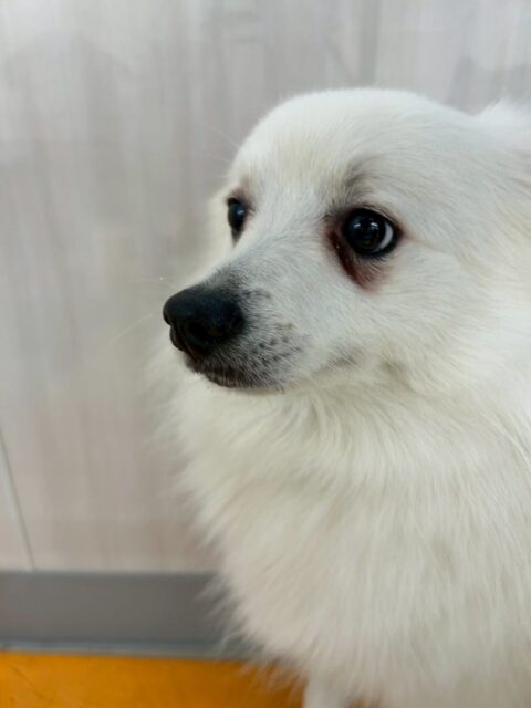 幸ちゃん🐶
小珀ちゃんやふうちゃんと遊んでいました☺️
午後から疲れたのかまったり過ごしていました✨️
🐾🐶愛犬のお悩みご相談ください🐶🐾
@kenkohmura_official
 ↑フォロー待ってます↑

〒955-0091 新潟県三条市上須頃大割４２８−１
☎︎ 0256-35-2571
✉️ info@kenkohmura.jp
HP: http://kenkohmura.jp
LINE: https://lin.ee/7LIz5sb

#犬幸村 #新潟県 #三条市 #上須頃 #新潟県トリミング 三条市トリミング 上須頃トリミング トリミングサロン 犬の幼稚園 ノーリッチテリア いぬすたぐらむ  ホームセンタームサシ 犬バカ部 犬幸村チャンネル  犬好きな人と繋がりたい ストレス発散 プラッキング レーキング 犬のしつけ トレーニング 爪切り  ハミガキ スピッツ スピッツかわいい スピッツだいすき