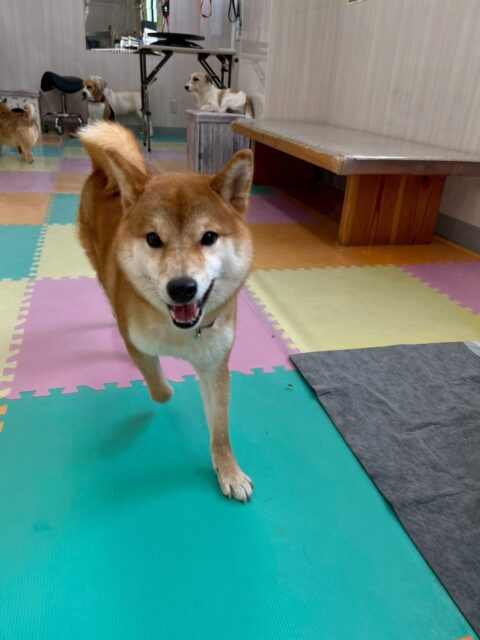 つくしちゃん🐶
本日は、のりまきちゃんや仲良しのペリーちゃん達と一緒にお話し合いをしたり、スタッフの後ろをついて歩いたりして1日を過ごしていました🤭

🐾🐶愛犬のお悩みご相談ください🐶🐾
@kenkohmura_official
 ↑フォロー待ってます↑

〒955-0091 新潟県三条市上須頃大割４２８−１
☎︎ 0256-35-2571
✉️ info@kenkohmura.jp
HP: http://kenkohmura.jp
LINE: https://lin.ee/7LIz5sb

#犬幸村 #新潟県 #三条市 #上須頃 #新潟県トリミング 三条市トリミング 上須頃トリミング トリミングサロン 犬の幼稚園 ノーリッチテリア いぬすたぐらむ  ホームセンタームサシ 犬バカ部 犬幸村チャンネル  犬好きな人と繋がりたい ストレス発散 プラッキング レーキング 犬のしつけ トレーニング 爪切り  ハミガキ 柴犬柴犬可愛い柴犬大好き柴犬倶楽部