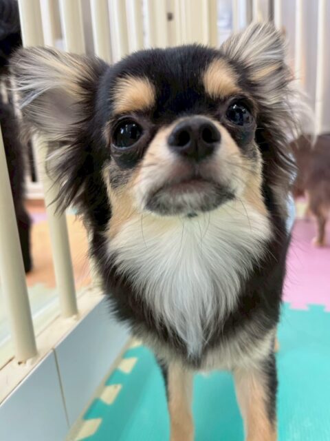 きりまるちゃん＆まろちゃん🐶
本日きりまるちゃんは、ププちゃんや、ニコペットのちびっ子軍団とちょっかいの出し合いをしたり、走り回ったりしてかなり動き回った1日でした‼️

まろちゃんは、ゴロー丸ちゃんやタッチちゃんきりまるちゃん達のチームチワワで一緒にいたり、その中で匂いを嗅ぎ合ったりして挨拶をしたりしていました👍

🐾🐶愛犬のお悩みご相談ください🐶🐾
@kenkohmura_official
 ↑フォロー待ってます↑

〒955-0091 新潟県三条市上須頃大割４２８−１
☎︎ 0256-35-2571
✉️ info@kenkohmura.jp
HP: http://kenkohmura.jp
LINE: https://lin.ee/7LIz5sb

#犬幸村 #新潟県 #三条市 #上須頃 #新潟県トリミング 三条市トリミング 上須頃トリミング トリミングサロン 犬の幼稚園 ノーリッチテリア いぬすたぐらむ  ホームセンタームサシ 犬バカ部 犬幸村チャンネル  犬好きな人と繋がりたい ストレス発散 プラッキング レーキング 犬のしつけ トレーニング 爪切り  ハミガキ チワワチワワ可愛いチワワ大好きチワワ倶楽部