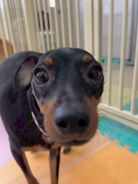 ちょこたんちゃん🐶
本日歯磨きトレーニングを開始して10ヶ月が経ちました🦷
歯の状態かなり綺麗です‼️このまま継続して歯の状態をキープして行きましょう✊

園内では、ププちゃんや、モカちゃん、神威ちゃん、ぽん太達と走り回ったり、ちょっかいを出し合ったりして楽しんでいました🤭

🐾🐶愛犬のお悩みご相談ください🐶🐾
@kenkohmura_official
 ↑フォロー待ってます↑

〒955-0091 新潟県三条市上須頃大割４２８−１
☎︎ 0256-35-2571
✉️ info@kenkohmura.jp
HP: http://kenkohmura.jp
LINE: https://lin.ee/7LIz5sb

#犬幸村 #新潟県 #三条市 #上須頃 #新潟県トリミング 三条市トリミング 上須頃トリミング トリミングサロン 犬の幼稚園 ノーリッチテリア いぬすたぐらむ  ホームセンタームサシ 犬バカ部 犬幸村チャンネル  犬好きな人と繋がりたい ストレス発散 プラッキング レーキング 犬のしつけ トレーニング 爪切り  ハミガキ ミニピンミニピン可愛いミニピン大好きミニピン倶楽部