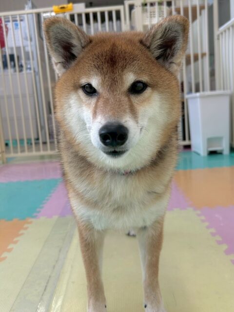 檸檬ちゃん🐶
最近テンションが高い檸檬ちゃん、本日もハピちゃんや、モモちゃんププちゃん達にちょっかいを出されていましたが嬉しそうに乗っかって遊んでいました🤭

🐾🐶愛犬のお悩みご相談ください🐶🐾
@kenkohmura_official
 ↑フォロー待ってます↑

〒955-0091 新潟県三条市上須頃大割４２８−１
☎︎ 0256-35-2571
✉️ info@kenkohmura.jp
HP: http://kenkohmura.jp
LINE: https://lin.ee/7LIz5sb

#犬幸村 #新潟県 #三条市 #上須頃 #新潟県トリミング 三条市トリミング 上須頃トリミング トリミングサロン 犬の幼稚園 ノーリッチテリア いぬすたぐらむ  ホームセンタームサシ 犬バカ部 犬幸村チャンネル  犬好きな人と繋がりたい ストレス発散 プラッキング レーキング 犬のしつけ トレーニング 爪切り  ハミガキ 柴犬柴犬可愛い柴犬大好き柴犬倶楽部