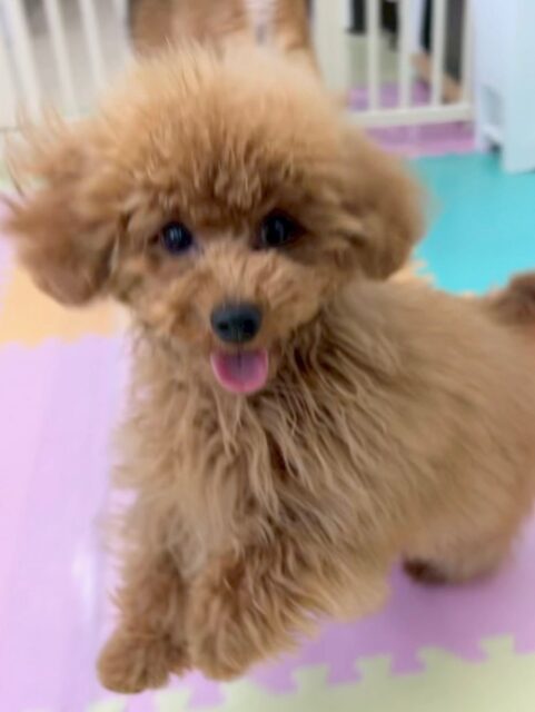 ププちゃん🐶
本日は、ニコペットのちびっ子軍団や、きりまるちゃん達と戯れあったり、ワンプロをしたりして過ごしていました🤭
相変わらず楽しそうに1日中遊び回ったりして過ごしていました👍

🐾🐶愛犬のお悩みご相談ください🐶🐾
@kenkohmura_official
 ↑フォロー待ってます↑

〒955-0091 新潟県三条市上須頃大割４２８−１
☎︎ 0256-35-2571
✉️ info@kenkohmura.jp
HP: http://kenkohmura.jp
LINE: https://lin.ee/7LIz5sb

#犬幸村 #新潟県 #三条市 #上須頃 #新潟県トリミング 三条市トリミング 上須頃トリミング トリミングサロン 犬の幼稚園 ノーリッチテリア いぬすたぐらむ  ホームセンタームサシ 犬バカ部 犬幸村チャンネル  犬好きな人と繋がりたい ストレス発散 プラッキング レーキング 犬のしつけ トレーニング 爪切り  ハミガキ トイプートイプー可愛いトイプー大好きトイプー倶楽部