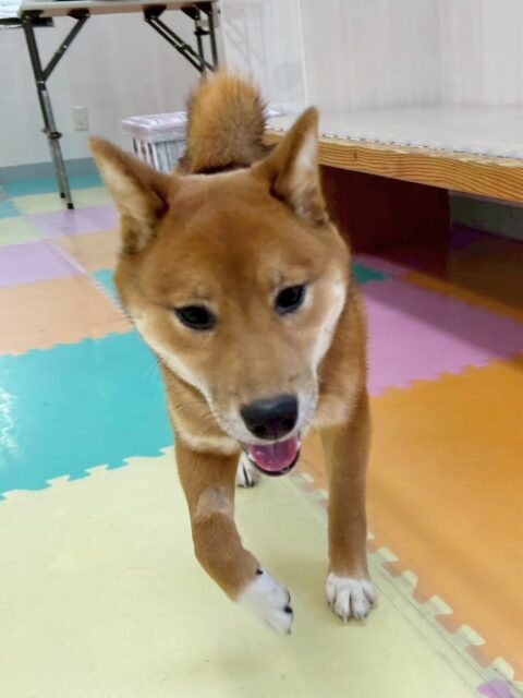 ケン太ちゃん🐶
今日はお店のラブラドールちゃんと楽しそうにプロレスごっこをしたり、追いかけっこをしていました😊
お手入れでは以前より落ち着いて出来るようになってきました👏
おやつを使って台の上に乗る練習や抱っこの練習もしました✨
少しずつ落ち着いて出来ることが増えてきているのでこの調子で頑張っていきましょう☺️

🐾🐶愛犬のお悩みご相談ください🐶🐾
@kenkohmura_official
 ↑フォロー待ってます↑

〒955-0091 新潟県三条市上須頃大割４２８−１
☎︎ 0256-35-2571
✉️ info@kenkohmura.jp
HP: http://kenkohmura.jp
LINE: https://lin.ee/7LIz5sb

#犬幸村 #新潟県 #三条市 上須頃 新潟県トリミング 三条市トリミング 上須頃トリミング トリミングサロン 犬の幼稚園 ノーリッチテリア いぬすたぐらむ  ホームセンタームサシ 犬バカ部 犬幸村チャンネル  犬好きな人と繋がりたい ストレス発散 プラッキング レーキング 犬のしつけ トレーニング 爪切り  ハミガキ 　柴犬　柴　しば