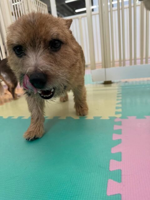 本日の鶴丸🐶
本日はニコペットのちびっ子軍団や、幸ちゃん、ププちゃん達にちょっかいを出したりしてみんなで走り回ったりして1日を過ごしていました🤭

🐾🐶愛犬のお悩みご相談ください🐶🐾
@kenkohmura_official
 ↑フォロー待ってます↑

〒955-0091 新潟県三条市上須頃大割４２８−１
☎︎ 0256-35-2571
✉️ info@kenkohmura.jp
HP: http://kenkohmura.jp
LINE: https://lin.ee/7LIz5sb

#犬幸村 #新潟県 #三条市 #上須頃 #新潟県トリミング 三条市トリミング 上須頃トリミング トリミングサロン 犬の幼稚園 ノーリッチテリア いぬすたぐらむ  ホームセンタームサシ 犬バカ部 犬幸村チャンネル  犬好きな人と繋がりたい ストレス発散 プラッキング レーキング 犬のしつけ トレーニング 爪切り  ハミガキ ノーリッチテリアノーリッチテリア可愛いノーリッチテリア倶楽部ノーリッチテリア大好き