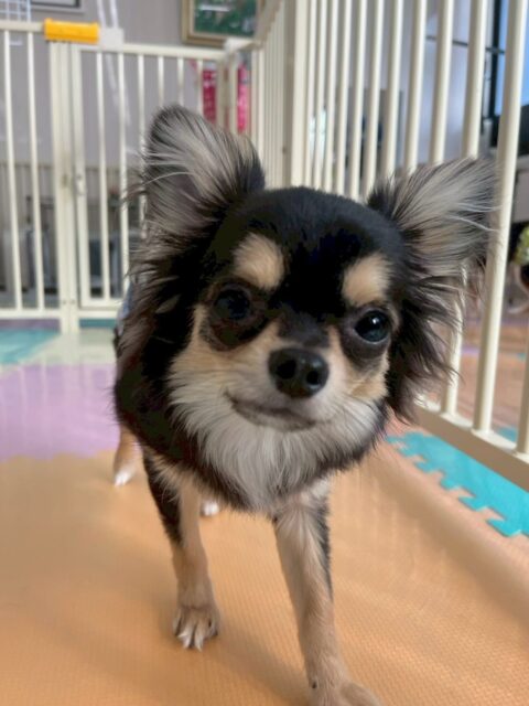 きりまるちゃん🐶
本日は、モモちゃんやププちゃん達と楽しそうに激しめのワンプロをしたり、走り回ったりしてハイテンションで楽しんでいました🤭

🐾🐶愛犬のお悩みご相談ください🐶🐾
@kenkohmura_official
 ↑フォロー待ってます↑

〒955-0091 新潟県三条市上須頃大割４２８−１
☎︎ 0256-35-2571
✉️ info@kenkohmura.jp
HP: http://kenkohmura.jp
LINE: https://lin.ee/7LIz5sb

#犬幸村 #新潟県 #三条市 #上須頃 #新潟県トリミング 三条市トリミング 上須頃トリミング トリミングサロン 犬の幼稚園 ノーリッチテリア いぬすたぐらむ  ホームセンタームサシ 犬バカ部 犬幸村チャンネル  犬好きな人と繋がりたい ストレス発散 プラッキング レーキング 犬のしつけ トレーニング 爪切り  ハミガキ チワワチワワ可愛いチワワ大好きチワワ倶楽部