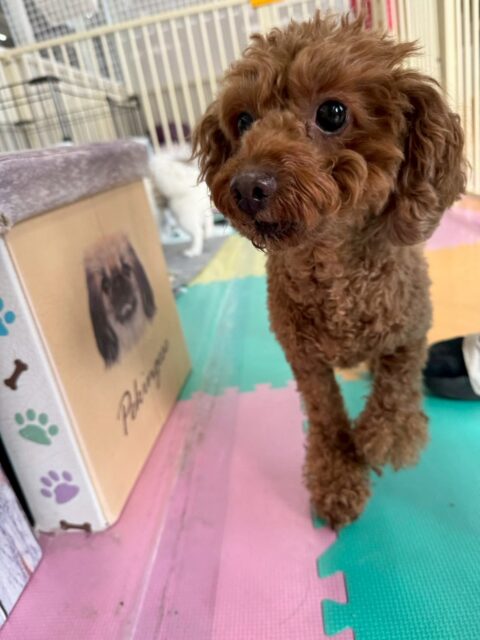 もこちゃん🐶
今日は、自分から他の子の匂いを鍵に行ったりこむぎちゃんと一緒に園内の様子を見守っていました!😁
また、可愛い写真を撮らせてくれたり柵の近くでのんびり過ごしていました!😄
🐾🐶愛犬のお悩みご相談ください🐶🐾
@kenkohmura_official
↑フォロー待ってます↑
☎︎ 0〒955-0091 新潟県三条市上須頃大割428−1256-35-2571
✉️ info@kenkohmura.jp
HP: http://kenkohmura.jp
LINE: https://lin.ee/7LIz5sb
#犬幸村#犬の幼稚園 #吠える、噛む #犬のしつけ #トイレ トイプードル トイプードル可愛い トイプードル大好き
