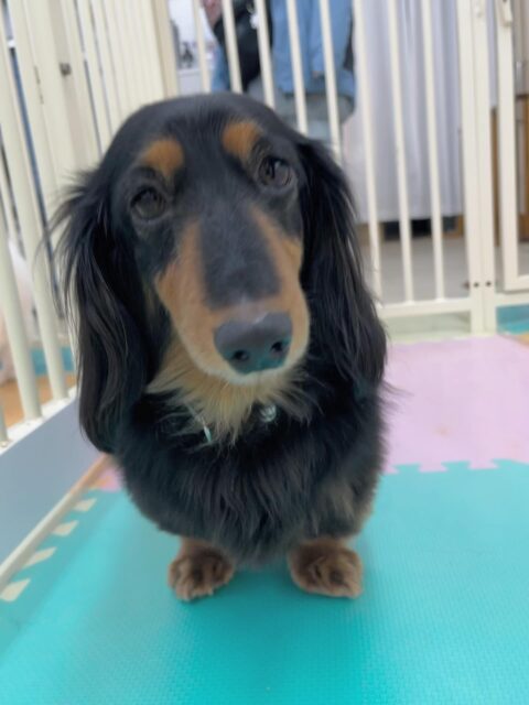 クッキーちゃん🐶
スタッフに撫でられるとお腹出したり、まったり過ごしていました😊
🐾🐶愛犬のお悩みご相談ください🐶🐾
@kenkohmura_official
 ↑フォロー待ってます↑

〒955-0091 新潟県三条市上須頃大割４２８−１
☎︎ 0256-35-2571
✉️ info@kenkohmura.jp
HP: http://kenkohmura.jp
LINE: https://lin.ee/7LIz5sb

#犬幸村 #新潟県 #三条市 #上須頃 #新潟県トリミング 三条市トリミング 上須頃トリミング トリミングサロン 犬の幼稚園 ノーリッチテリア いぬすたぐらむ  ホームセンタームサシ 犬バカ部 犬幸村チャンネル  犬好きな人と繋がりたい ストレス発散 プラッキング レーキング 犬のしつけ トレーニング 爪切り  ハミガキ ミニチュアダックスフンド ミニチュアダックスフンドかわいい ミニチュアダックスフンド大好き