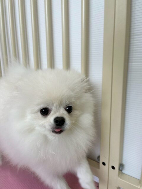 ぽぽちゃん🐶
本日もスタッフ大好き‼️人間大好き‼️なのかなと思っていましたがいろんな子達の匂いを嗅いだり、他の子達が遊んでいる場所に入ったりもできていてすごくよかったです👏

🐾🐶愛犬のお悩みご相談ください🐶🐾
@kenkohmura_official
 ↑フォロー待ってます↑

〒955-0091 新潟県三条市上須頃大割４２８−１
☎︎ 0256-35-2571
✉️ info@kenkohmura.jp
HP: http://kenkohmura.jp
LINE: https://lin.ee/7LIz5sb

#犬幸村 #新潟県 #三条市 #上須頃 #新潟県トリミング 三条市トリミング 上須頃トリミング トリミングサロン 犬の幼稚園 ノーリッチテリア いぬすたぐらむ  ホームセンタームサシ 犬バカ部 犬幸村チャンネル  犬好きな人と繋がりたい ストレス発散 プラッキング レーキング 犬のしつけ トレーニング 爪切り  ハミガキ ポメラニアンポメラニアン可愛いポメラニアン大好きポメラニアン倶楽部