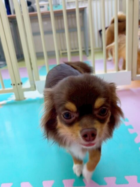 まろちゃん&きりまるちゃん🐶
今日はまろちゃんは檸檬ちゃんなどおっとりした子の匂いを嗅いだりしていました☺️
きりまるちゃんはお店の小さい子達やケン太ちゃんなど色んな子達に挨拶したり、時には「しつこいよー！」と伝えたりしていました😆

🐾🐶愛犬のお悩みご相談ください🐶🐾
@kenkohmura_official
 ↑フォロー待ってます↑

〒955-0091 新潟県三条市上須頃大割４２８−１
☎︎ 0256-35-2571
✉️ info@kenkohmura.jp
HP: http://kenkohmura.jp
LINE: https://lin.ee/7LIz5sb

#犬幸村 #新潟県 #三条市 上須頃 新潟県トリミング 三条市トリミング 上須頃トリミング トリミングサロン 犬の幼稚園 ノーリッチテリア いぬすたぐらむ  ホームセンタームサシ 犬バカ部 犬幸村チャンネル  犬好きな人と繋がりたい ストレス発散 プラッキング レーキング 犬のしつけ トレーニング 爪切り  ハミガキ チワワ　ちわわ　チワワだいすき