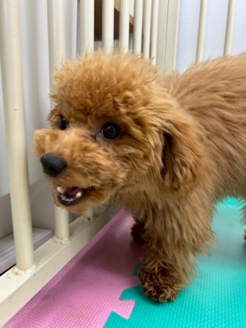 ププちゃん🐶
本日もみんなから大人気のププちゃんでした👏
1日中楽しそうに遊んでいました✨
🐾🐶愛犬のお悩みご相談ください🐶🐾
@kenkohmura_official
 ↑フォロー待ってます↑

〒955-0091 新潟県三条市上須頃大割４２８−１
☎︎ 0256-35-2571
✉️ info@kenkohmura.jp
HP: http://kenkohmura.jp
LINE: https://lin.ee/7LIz5sb

#犬幸村 #新潟県 #三条市 #上須頃 #新潟県トリミング 三条市トリミング 上須頃トリミング トリミングサロン 犬の幼稚園 ノーリッチテリア いぬすたぐらむ  ホームセンタームサシ 犬バカ部 犬幸村チャンネル  犬好きな人と繋がりたい ストレス発散 プラッキング レーキング 犬のしつけ トレーニング 爪切り  ハミガキ トイプードル トイプードルだいすき トイプードルかわいい