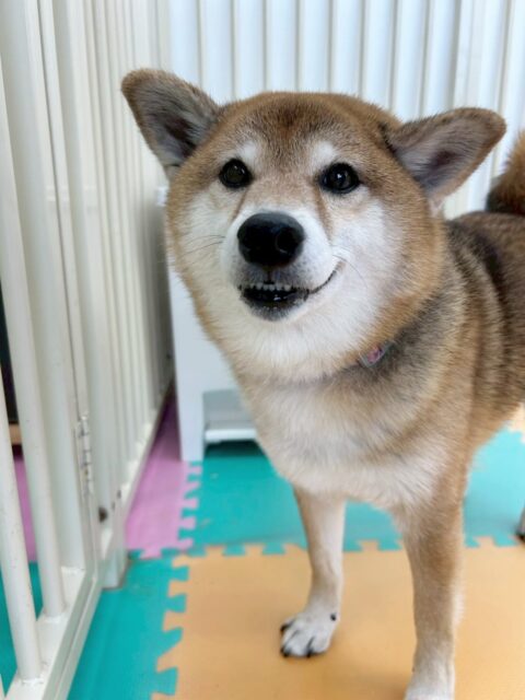 檸檬ちゃん🐶
今日は園内をゆっくりパトロールしながらお店の小さい子達が遊んでいるのを眺めていました😆
名前を呼ばれると尻尾をふりふりしてくれる姿が可愛かったです🥰
お散歩では足取り軽やかに歩いていました✨

🐾🐶愛犬のお悩みご相談ください🐶🐾
@kenkohmura_official
 ↑フォロー待ってます↑

〒955-0091 新潟県三条市上須頃大割４２８−１
☎︎ 0256-35-2571
✉️ info@kenkohmura.jp
HP: http://kenkohmura.jp
LINE: https://lin.ee/7LIz5sb

#犬幸村 #新潟県 #三条市 上須頃 新潟県トリミング 三条市トリミング 上須頃トリミング トリミングサロン 犬の幼稚園 ノーリッチテリア いぬすたぐらむ  ホームセンタームサシ 犬バカ部 犬幸村チャンネル  犬好きな人と繋がりたい ストレス発散 プラッキング レーキング 犬のしつけ トレーニング 爪切り  ハミガキ 柴犬　柴　しば