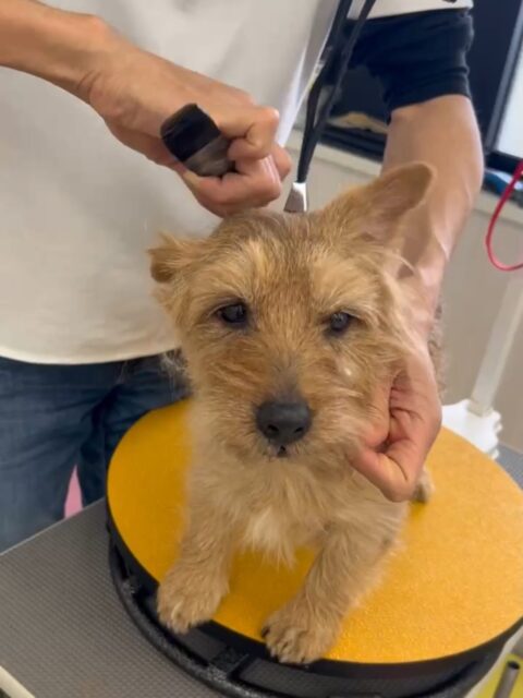 ゴローちゃん🐶
本日はニコペットのちびっ子軍団やププちゃんやぽん太の匂いを尻尾を振りながら楽しそうに嗅いだりしてコミュニケーションをとっていました👍

🐾🐶愛犬のお悩みご相談ください🐶🐾
@kenkohmura_official
 ↑フォロー待ってます↑

〒955-0091 新潟県三条市上須頃大割４２８−１
☎︎ 0256-35-2571
✉️ info@kenkohmura.jp
HP: http://kenkohmura.jp
LINE: https://lin.ee/7LIz5sb

#犬幸村 #新潟県 #三条市 #上須頃 #新潟県トリミング 三条市トリミング 上須頃トリミング トリミングサロン 犬の幼稚園 ノーリッチテリア いぬすたぐらむ  ホームセンタームサシ 犬バカ部 犬幸村チャンネル  犬好きな人と繋がりたい ストレス発散 プラッキング レーキング 犬のしつけ トレーニング 爪切り  ハミガキ ノーフォークテリアノーフォークテリア大好きノーフォークテリア倶楽部ノーフォークテリア可愛い