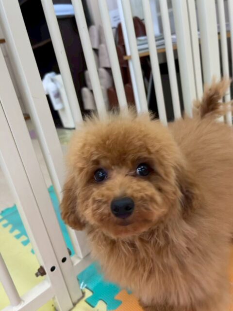 ププちゃん🐶
本日も園内のムードメーカーを全うしてくれていました👍
普段遊ばない子達や緊張している子達のところにきりまるちゃんと一緒に行って遊びを誘ったり、挨拶をしてくれたりしていました👏

🐾🐶愛犬のお悩みご相談ください🐶🐾
@kenkohmura_official
 ↑フォロー待ってます↑

〒955-0091 新潟県三条市上須頃大割４２８−１
☎︎ 0256-35-2571
✉️ info@kenkohmura.jp
HP: http://kenkohmura.jp
LINE: https://lin.ee/7LIz5sb

#犬幸村 #新潟県 #三条市 #上須頃 #新潟県トリミング 三条市トリミング 上須頃トリミング トリミングサロン 犬の幼稚園 ノーリッチテリア いぬすたぐらむ  ホームセンタームサシ 犬バカ部 犬幸村チャンネル  犬好きな人と繋がりたい ストレス発散 プラッキング レーキング 犬のしつけ トレーニング 爪切り  ハミガキ トイプートイプー可愛いトイプー倶楽部トイプー大好き