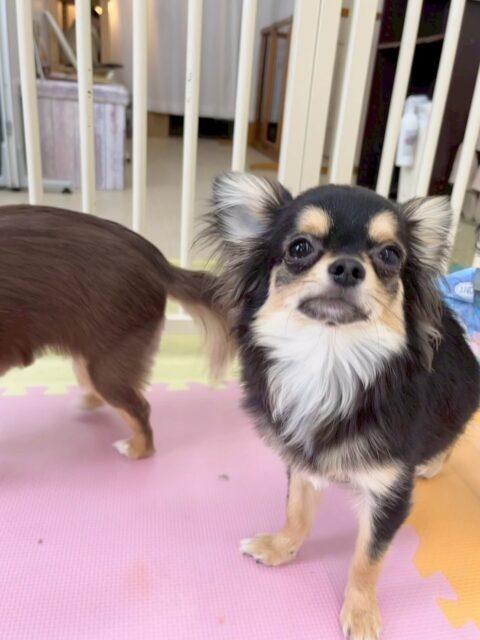 きりまるちゃん＆まろちゃん🐶
きりまるちゃんは、本日もププちゃんやモカちゃん、神威ちゃん達と激しくワンプロをしたり、走り回ったりして遊び回っていました🤭

まろちゃんは、だんだん他の子達が遊んでる場所にも入れるようになって来て、園内にも慣れて来たようです‼️匂いを嗅いだりもできていたのでよかったです👍

🐾🐶愛犬のお悩みご相談ください🐶🐾
@kenkohmura_official
 ↑フォロー待ってます↑

〒955-0091 新潟県三条市上須頃大割４２８−１
☎︎ 0256-35-2571
✉️ info@kenkohmura.jp
HP: http://kenkohmura.jp
LINE: https://lin.ee/7LIz5sb

#犬幸村 #新潟県 #三条市 #上須頃 #新潟県トリミング 三条市トリミング 上須頃トリミング トリミングサロン 犬の幼稚園 ノーリッチテリア いぬすたぐらむ  ホームセンタームサシ 犬バカ部 犬幸村チャンネル  犬好きな人と繋がりたい ストレス発散 プラッキング レーキング 犬のしつけ トレーニング 爪切り  ハミガキ チワワチワワ可愛いチワワ大好きチワワ倶楽部