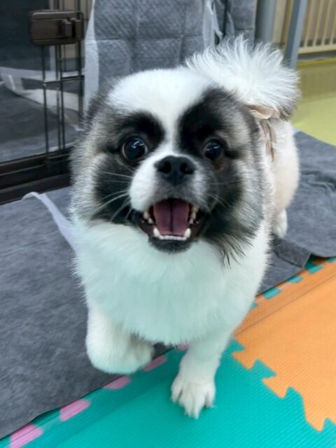 ハピちゃん🐶
ふうちゃんやププちゃんと遊んだり、やん丸にお腹出していました😆
🐾🐶愛犬のお悩みご相談ください🐶🐾
@kenkohmura_official
 ↑フォロー待ってます↑

〒955-0091 新潟県三条市上須頃大割４２８−１
☎︎ 0256-35-2571
✉️ info@kenkohmura.jp
HP: http://kenkohmura.jp
LINE: https://lin.ee/7LIz5sb

#犬幸村 #新潟県 #三条市 #上須頃 #新潟県トリミング 三条市トリミング 上須頃トリミング トリミングサロン 犬の幼稚園 ノーリッチテリア いぬすたぐらむ  ホームセンタームサシ 犬バカ部 犬幸村チャンネル  犬好きな人と繋がりたい ストレス発散 プラッキング レーキング 犬のしつけ トレーニング 爪切り  ハミガキ ミックス犬 ミックス犬かわいい ミックス犬だいすき