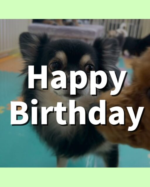 タッチちゃん🐶
お誕生日おめでとうございます🎂👏🏻
ゴロー丸ちゃんに臭い嗅がれていたりしていました😄
お散歩トレーニングや歯磨き頑張っていました！！
🐾🐶愛犬のお悩みご相談ください🐶🐾
@kenkohmura_official
 ↑フォロー待ってます↑

〒955-0091 新潟県三条市上須頃大割４２８−１
☎︎ 0256-35-2571
✉️ info@kenkohmura.jp
HP: http://kenkohmura.jp
LINE: https://lin.ee/7LIz5sb

#犬幸村 #新潟県 #三条市 #上須頃 #新潟県トリミング 三条市トリミング 上須頃トリミング トリミングサロン 犬の幼稚園 ノーリッチテリア いぬすたぐらむ  ホームセンタームサシ 犬バカ部 犬幸村チャンネル  犬好きな人と繋がりたい ストレス発散 プラッキング レーキング 犬のしつけ トレーニング 爪切り  ハミガキ チワワ チワワだいすき チワワかわいい