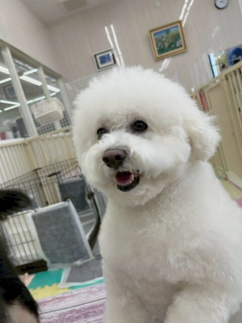 ピピちゃん🐶
本日は、ゴロー丸ちゃんが気になるのか匂いを嗅いだり、遊びを誘ったりしてちょっかいを出していました🤭
スタッフにも構って攻撃をたくさんしてくれて可愛すぎました😍

🐾🐶愛犬のお悩みご相談ください🐶🐾
@kenkohmura_official
 ↑フォロー待ってます↑

〒955-0091 新潟県三条市上須頃大割４２８−１
☎︎ 0256-35-2571
✉️ info@kenkohmura.jp
HP: http://kenkohmura.jp
LINE: https://lin.ee/7LIz5sb

#犬幸村 #新潟県 #三条市 #上須頃 #新潟県トリミング 三条市トリミング 上須頃トリミング トリミングサロン 犬の幼稚園 ノーリッチテリア いぬすたぐらむ  ホームセンタームサシ 犬バカ部 犬幸村チャンネル  犬好きな人と繋がりたい ストレス発散 プラッキング レーキング 犬のしつけ トレーニング 爪切り  ハミガキ ビジョンフリーゼビションビション可愛いビション大好きビション倶楽部