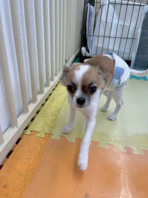 ちょこちゃん🐶
本日は、やん丸や、ニコペットのラブラドール達に匂いを嗅がれたり、挨拶をされたりしていました🤭
頑張ってくれていてみんなとの距離がだんだん近くなっていってる気がします‼️
🐾🐶愛犬のお悩みご相談ください🐶🐾
@kenkohmura_official
↑フォロー待ってます↑
〒955-0091 新潟県三条市上須頃大割428−1
☎︎ 0256-35-2571
✉️ info@kenkohmura.jp
HP: http://kenkohmura.jp
LINE: https://lin.ee/7LIz5sb
#犬幸村#犬の幼稚園 #吠える、噛む #犬のしつけ #トイレ
チワワチワワ可愛いチワワ大好きチワワ倶楽部