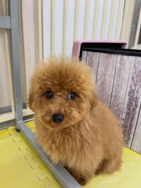 ププちゃん🐶
檸檬ちゃんと挨拶したり、きりまるちゃんやゆずちゃんと楽しそうに遊んでいました🎶
お散歩トレーニングではルンルンで楽しそうに歩いていました👏
🐾🐶愛犬のお悩みご相談ください🐶🐾
@kenkohmura_official
 ↑フォロー待ってます↑

〒955-0091 新潟県三条市上須頃大割４２８−１
☎︎ 0256-35-2571
✉️ info@kenkohmura.jp
HP: http://kenkohmura.jp
LINE: https://lin.ee/7LIz5sb

#犬幸村 #新潟県 #三条市 #上須頃 #新潟県トリミング 三条市トリミング 上須頃トリミング トリミングサロン 犬の幼稚園 ノーリッチテリア いぬすたぐらむ  ホームセンタームサシ 犬バカ部 犬幸村チャンネル  犬好きな人と繋がりたい ストレス発散 プラッキング レーキング 犬のしつけ トレーニング 爪切り  ハミガキ トイプードル トイプードルかわいい トイプードルだいすき