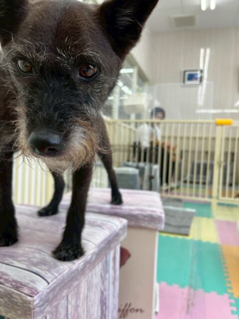 小乃輔ちゃん🐶
本日は、こまちゃんやつくしちゃん、のりまきちゃん、ジョージちゃん達と一緒に大討論会をしたり、みんなで園内を走り回ったりして過ごしていました🤭

🐾🐶愛犬のお悩みご相談ください🐶🐾
@kenkohmura_official
 ↑フォロー待ってます↑

〒955-0091 新潟県三条市上須頃大割４２８−１
☎︎ 0256-35-2571
✉️ info@kenkohmura.jp
HP: http://kenkohmura.jp
LINE: https://lin.ee/7LIz5sb

#犬幸村 #新潟県 #三条市 #上須頃 #新潟県トリミング 三条市トリミング 上須頃トリミング トリミングサロン 犬の幼稚園 ノーリッチテリア いぬすたぐらむ  ホームセンタームサシ 犬バカ部 犬幸村チャンネル  犬好きな人と繋がりたい ストレス発散 プラッキング レーキング 犬のしつけ トレーニング 爪切り  ハミガキ ミックスミックス犬ミックス犬可愛いミックス犬大好きミックス犬倶楽部