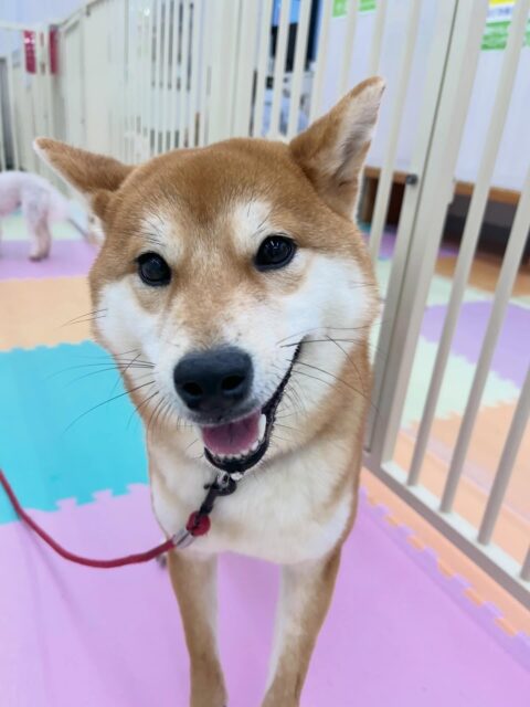 うめちゃん🐶
幼稚園の中を楽しそうに走り回っていました🎶
お手入れも爪切り当てたりする練習頑張っていました🙌
🐾🐶愛犬のお悩みご相談ください🐶🐾
@kenkohmura_official
 ↑フォロー待ってます↑

〒955-0091 新潟県三条市上須頃大割４２８−１
☎︎ 0256-35-2571
✉️ info@kenkohmura.jp
HP: http://kenkohmura.jp
LINE: https://lin.ee/7LIz5sb

#犬幸村 #新潟県 #三条市 #上須頃 #新潟県トリミング 三条市トリミング 上須頃トリミング トリミングサロン 犬の幼稚園 ノーリッチテリア いぬすたぐらむ  ホームセンタームサシ 犬バカ部 犬幸村チャンネル  犬好きな人と繋がりたい ストレス発散 プラッキング レーキング 犬のしつけ トレーニング 爪切り  ハミガキ 柴犬 柴犬かわいい 柴犬だいすき