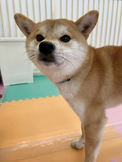 こまちゃん🐶
本日歯磨きトレーニングを開始して4ヶ月河経ちました🦷
歯磨きもだんだんと上手になり、歯の状態もキープできていてすごく良い感じです‼️頑張って継続しましょう✊

園内では、本日も大討論会を開いてみんなと激しく会議をしていました🤭

🐾🐶愛犬のお悩みご相談ください🐶🐾
@kenkohmura_official
 ↑フォロー待ってます↑

〒955-0091 新潟県三条市上須頃大割４２８−１
☎︎ 0256-35-2571
✉️ info@kenkohmura.jp
HP: http://kenkohmura.jp
LINE: https://lin.ee/7LIz5sb

#犬幸村 #新潟県 #三条市 #上須頃 #新潟県トリミング 三条市トリミング 上須頃トリミング トリミングサロン 犬の幼稚園 ノーリッチテリア いぬすたぐらむ  ホームセンタームサシ 犬バカ部 犬幸村チャンネル  犬好きな人と繋がりたい ストレス発散 プラッキング レーキング 犬のしつけ トレーニング 爪切り  ハミガキ 柴犬柴犬可愛い柴犬大好き柴犬倶楽部