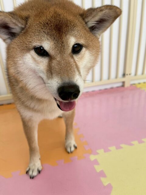 檸檬ちゃん🐶
本日は、きりまるちゃんやププちゃんを追いかけたり、ちょっかいを出されてまてまて〜と楽しそうにおしゃべりをしていました🤭

🐾🐶愛犬のお悩みご相談ください🐶🐾
@kenkohmura_official
 ↑フォロー待ってます↑

〒955-0091 新潟県三条市上須頃大割４２８−１
☎︎ 0256-35-2571
✉️ info@kenkohmura.jp
HP: http://kenkohmura.jp
LINE: https://lin.ee/7LIz5sb

#犬幸村 #新潟県 #三条市 #上須頃 #新潟県トリミング 三条市トリミング 上須頃トリミング トリミングサロン 犬の幼稚園 ノーリッチテリア いぬすたぐらむ  ホームセンタームサシ 犬バカ部 犬幸村チャンネル  犬好きな人と繋がりたい ストレス発散 プラッキング レーキング 犬のしつけ トレーニング 爪切り  ハミガキ 柴犬柴犬可愛い柴犬大好き柴犬倶楽部