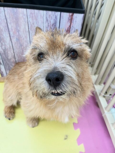 明日木曜日は休園日です🐶
🐾🐶愛犬のお悩みご相談ください🐶🐾
@kenkohmura_official
 ↑フォロー待ってます↑

〒955-0091 新潟県三条市上須頃大割４２８−１
☎︎ 0256-35-2571
✉️ info@kenkohmura.jp
HP: http://kenkohmura.jp
LINE: https://lin.ee/7LIz5sb

#犬幸村 #新潟県 #三条市 #上須頃 #新潟県トリミング 三条市トリミング 上須頃トリミング トリミングサロン 犬の幼稚園 ノーリッチテリア いぬすたぐらむ  ホームセンタームサシ 犬バカ部 犬幸村チャンネル  犬好きな人と繋がりたい ストレス発散 プラッキング レーキング 犬のしつけ トレーニング 爪切り  ハミガキ