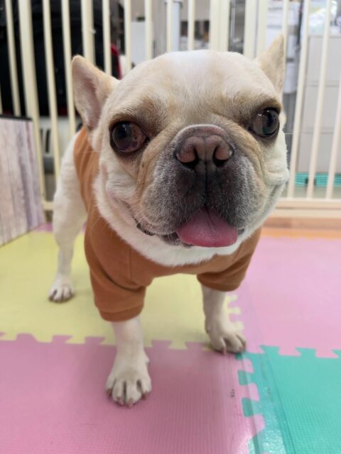 ニコラちゃん🐶
久しぶりの来園でしたがのりまきちゃんと走り回って遊んだり、スタッフに撫でて〜とあまえてきたりしていました😁
🐾🐶愛犬のお悩みご相談ください🐶🐾
@kenkohmura_official
 ↑フォロー待ってます↑

〒955-0091 新潟県三条市上須頃大割４２８−１
☎︎ 0256-35-2571
✉️ info@kenkohmura.jp
HP: http://kenkohmura.jp
LINE: https://lin.ee/7LIz5sb

#犬幸村 #新潟県 #三条市 #上須頃 #新潟県トリミング 三条市トリミング 上須頃トリミング トリミングサロン 犬の幼稚園 ノーリッチテリア いぬすたぐらむ  ホームセンタームサシ 犬バカ部 犬幸村チャンネル  犬好きな人と繋がりたい ストレス発散 プラッキング レーキング 犬のしつけ トレーニング 爪切り  ハミガキ フレンチブルドッグ フレンチブルドッグかわいい フレンチブルドッグだいすき