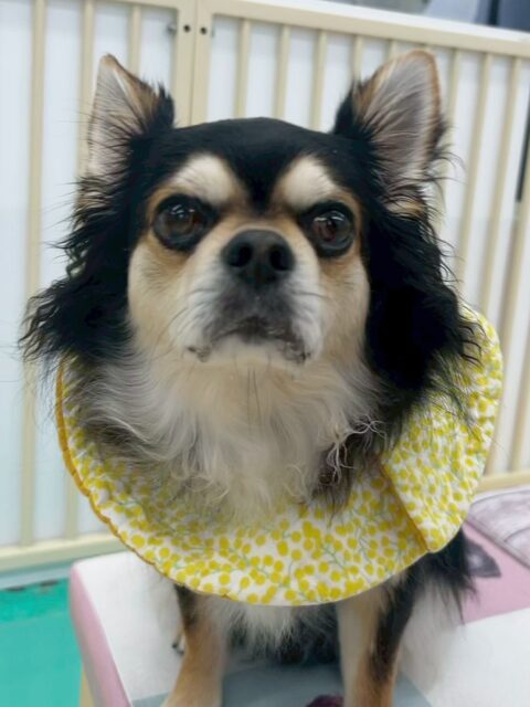 ゴロー丸ちゃん🐶
園内ではスタッフの膝の上に乗りたがって甘えたり、むくちゃんにラブアタックしたりしていました😆
ニコペットのスタッフさんと上手にお散歩をしたあと、仰向けで抱っこの練習や足を触る練習をしてもらいました👏
緊張しているようでしたが怒らず触らせてくれていました✨

🐾🐶愛犬のお悩みご相談ください🐶🐾
@kenkohmura_official
 ↑フォロー待ってます↑

〒955-0091 新潟県三条市上須頃大割４２８−１
☎︎ 0256-35-2571
✉️ info@kenkohmura.jp
HP: http://kenkohmura.jp
LINE: https://lin.ee/7LIz5sb

#犬幸村#犬の幼稚園 #吠える、噛む #犬のしつけ #トイレ
チワワ　ちわわ　チワワかわいい