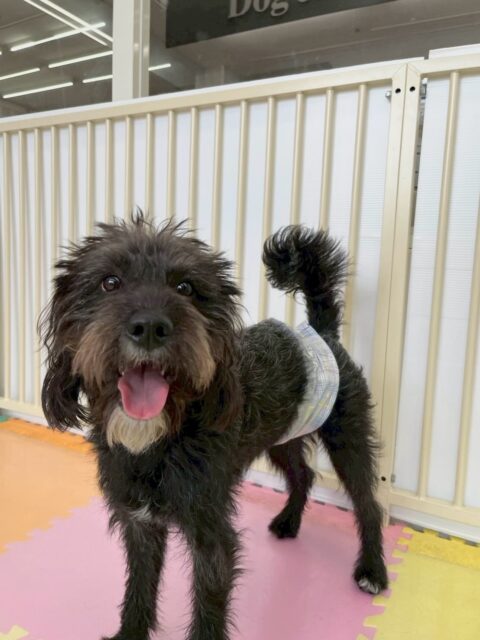 ニッカちゃん🐶
本日は午前中から夕方までコハクちゃんや大吉ちゃん、体験に来てくれた子達と激しく遊び回ったり、ワンプロを楽しんでいました🤭
夕方くらいからはスタッフの膝の上に自ら乗ってきてくれて可愛すぎました😍
🐾🐶愛犬のお悩みご相談ください🐶🐾
@kenkohmura_official
↑フォロー待ってます↑
〒955-0091 新潟県三条市上須頃大割428−1
☎︎ 0256-35-2571
✉️ info@kenkohmura.jp
HP: http://kenkohmura.jp
LINE: https://lin.ee/7LIz5sb
#犬幸村#犬の幼稚園 #吠える、噛む #犬のしつけ #トイレミックスミックス犬ミックス犬可愛いミックス犬大好きミックス犬倶楽部
