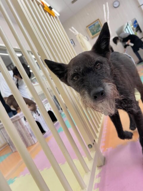 小乃輔ちゃん🐶
本日は檸檬ちゃんや幸ちゃんにちょっかいを出したり、お得意のヒップアタックをスタッフや他のワンちゃん達にしていました🤭

🐾🐶愛犬のお悩みご相談ください🐶🐾
@kenkohmura_official
 ↑フォロー待ってます↑

〒955-0091 新潟県三条市上須頃大割４２８−１
☎︎ 0256-35-2571
✉️ info@kenkohmura.jp
HP: http://kenkohmura.jp
LINE: https://lin.ee/7LIz5sb

#犬幸村 #新潟県 #三条市 #上須頃 #新潟県トリミング 三条市トリミング 上須頃トリミング トリミングサロン 犬の幼稚園 ノーリッチテリア いぬすたぐらむ  ホームセンタームサシ 犬バカ部 犬幸村チャンネル  犬好きな人と繋がりたい ストレス発散 プラッキング レーキング 犬のしつけ トレーニング 爪切り  ハミガキ ミックスミックス犬ミックス犬可愛いミックス犬大好き